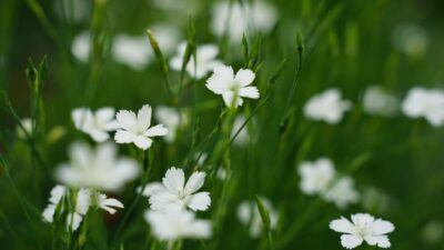 Dianthus deltoides 'Albus'
