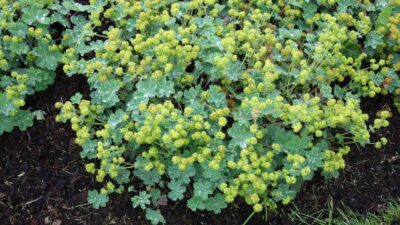 Alchemilla erythropoda