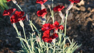 Dianthus gratianop. 'Rubin'