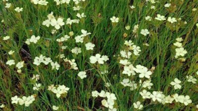 Dianthus knappii