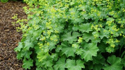 Alchemilla mollis