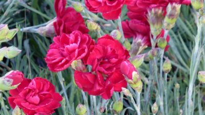 Dianthus plumarius 'Desmond'