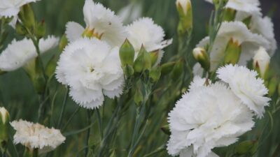 Dianthus plumarius 'Haytor'