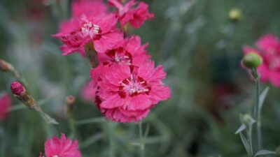 Dianthus plumarius 'Maggie'