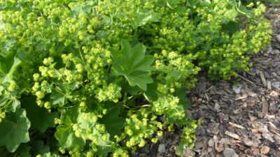 Alchemilla xanthochlora