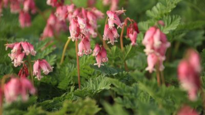 Dicentra formosa 'Luxuriant'