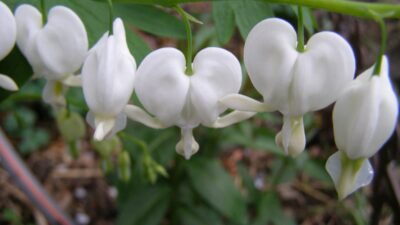 Dicentra spectabilis 'Alba'
