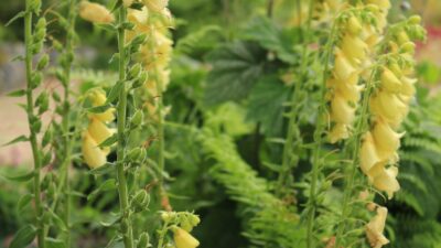 Digitalis lutea