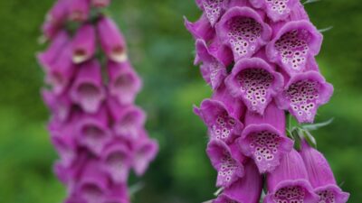 Digitalis purpurea
