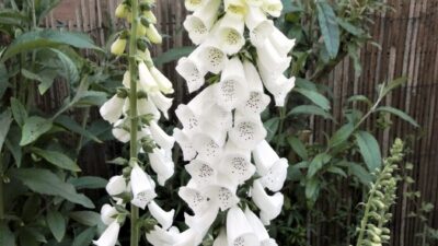 Digitalis purpurea 'Alba'
