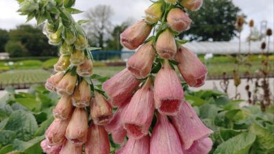 Digitalis x mertonensis