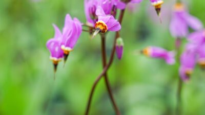 Dodecatheon meadia