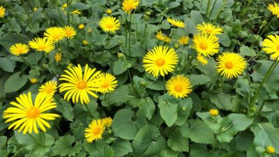 Doronicum orientale 'Magnificum'