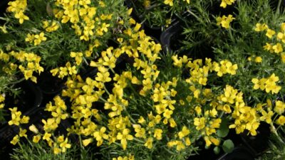 Draba aizoides