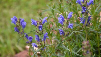 Dracocephalum ruyschiana