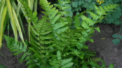 Dryopteris affinis