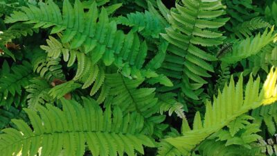 Dryopteris atrata