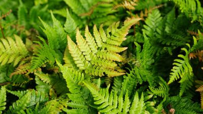 Dryopteris erythrosora