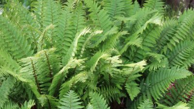 Dryopteris filix-mas