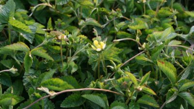 Duchesnea indica
