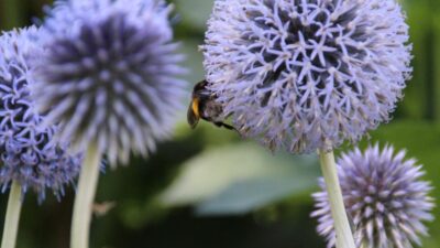 Echinops ritro