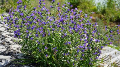 Echium vulgare