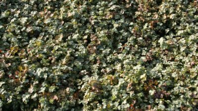 Acaena buchananii