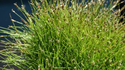 Eleocharis acicularis
