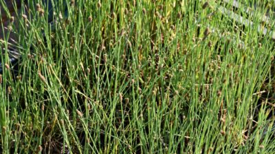 Eleocharis palustris