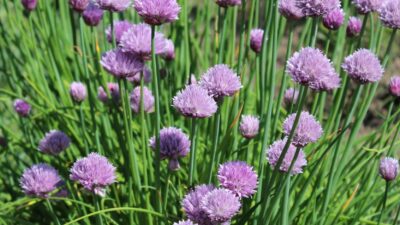 Allium schoenoprasum