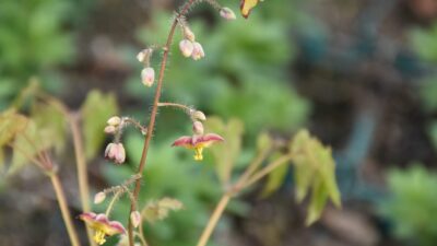 Epimedium alpinum