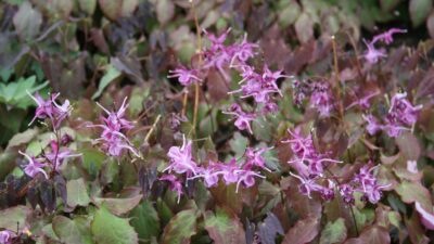 Epimedium grandiflorum 'Lilafee'