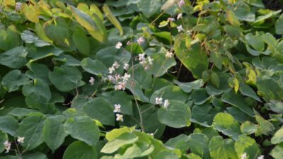 Epimedium pubigerum