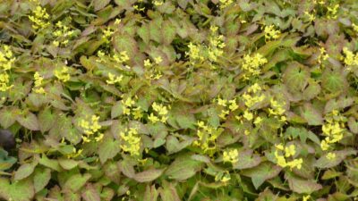 Epimedium x perralchicum 'Frohnleiten'