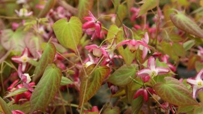 Epimedium x rubrum