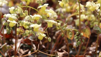Epimedium x versicolor 'Sulphureum'