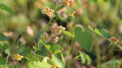Epimedium x warleyense 'Orangekönigin'