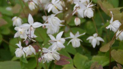 Epimedium x youngianum 'Niveum'