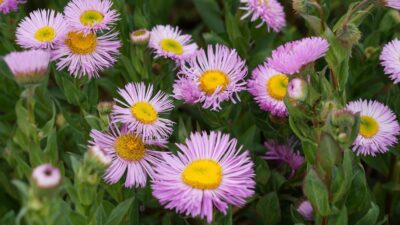 Erigeron speciosus 'Rosa Juwel'