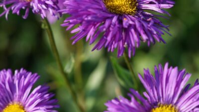 Erigeron x cult. 'Schwarzes Meer'
