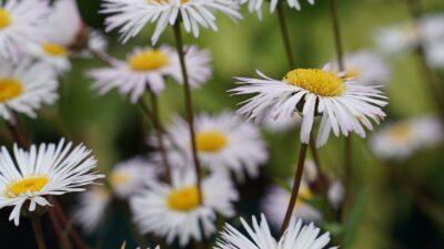 Erigeron x cult. 'Sommerneuschnee'