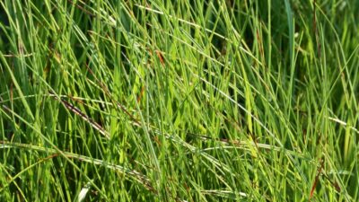 Eriophorum angustifolium