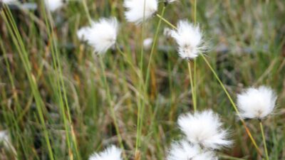 Eriophorum vaginatum