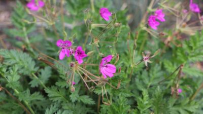 Erodium manescavii