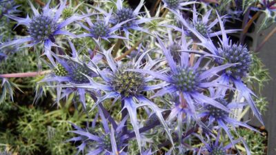Eryngium bourgatii