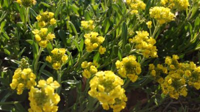 Alyssum montanum