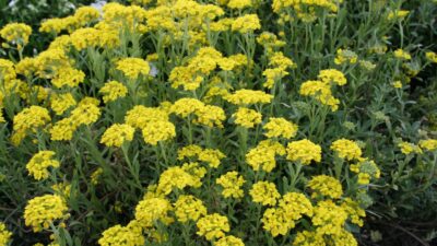Alyssum montanum 'Berggold'