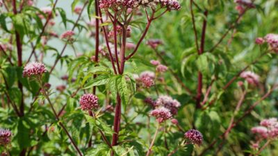 Eupatorium cannabinum