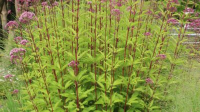 Eupatorium fistul. 'Atropurpureum'