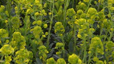 Euphorbia amygdal. var. robbiae